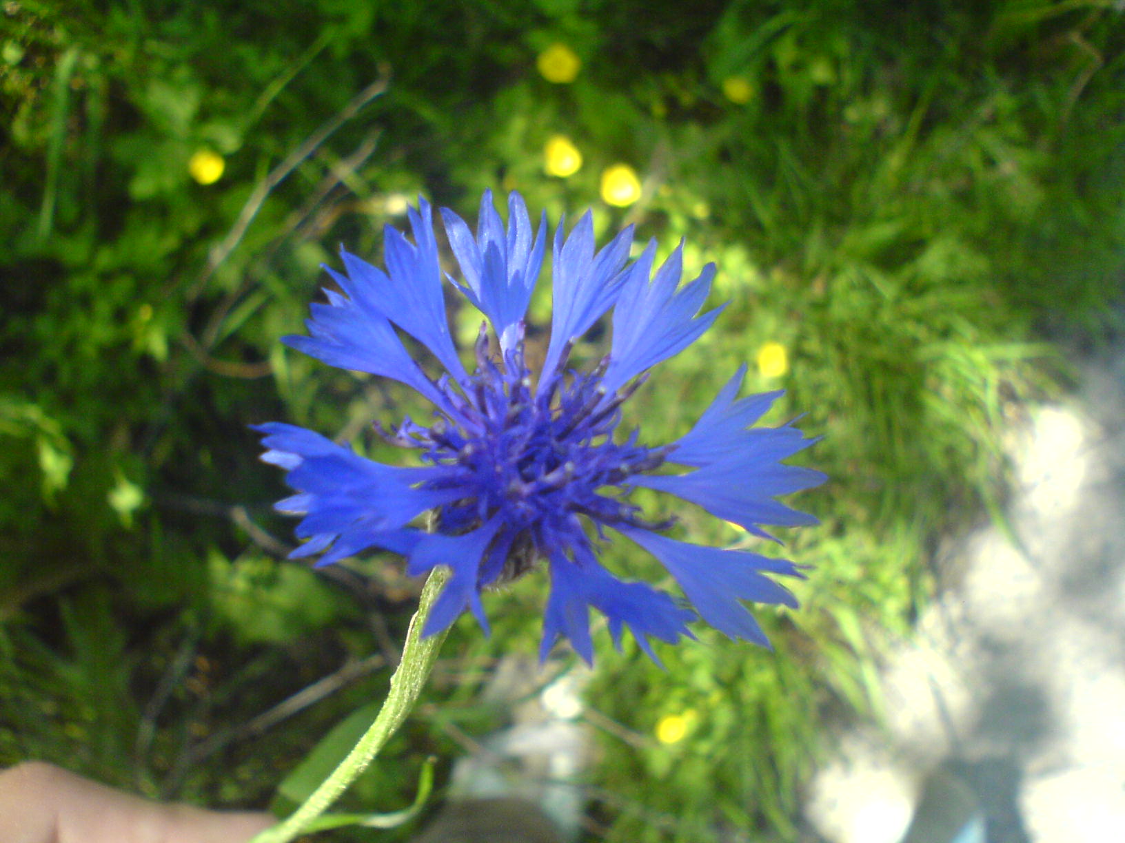 DSC00117.JPG