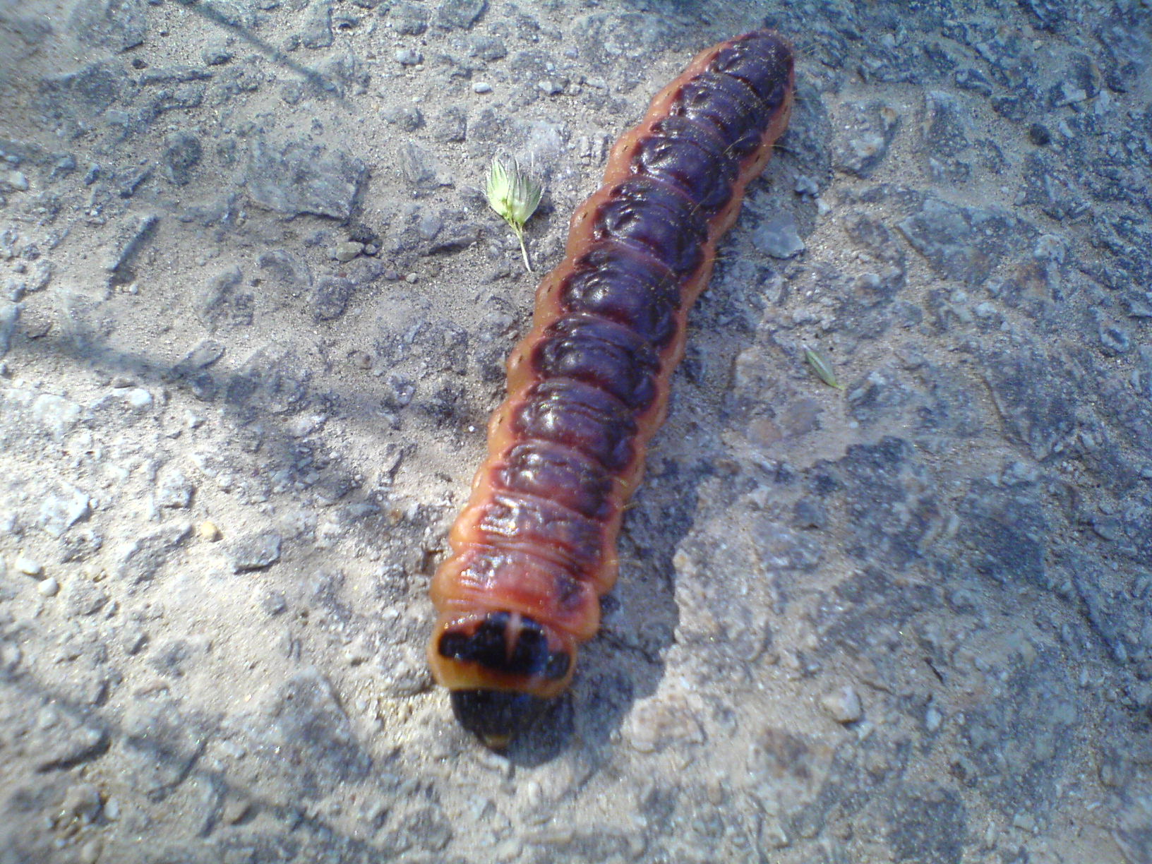 DSC01104.JPG